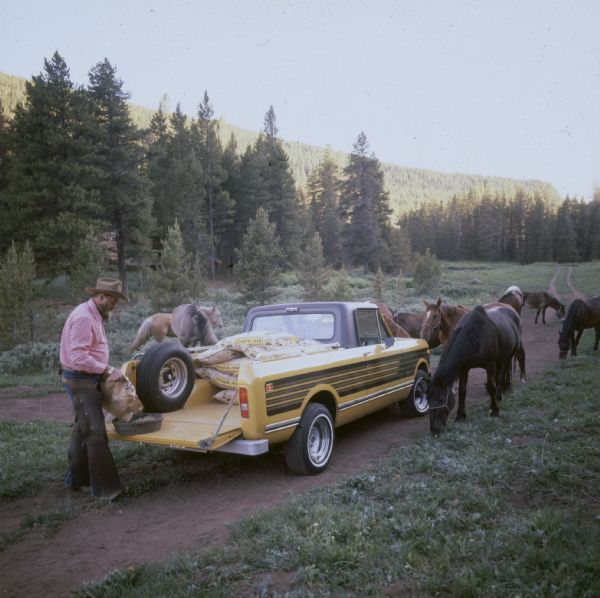 Man feeding horses from the back of a Scout pickup.