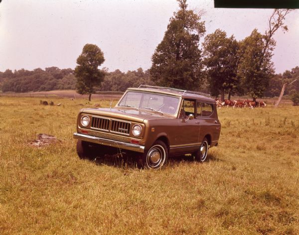 Gold colored Scout being driven in a field. Cows are in the background.