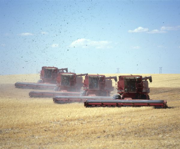 Four men operating four combines simultaneously in a field of wheat.