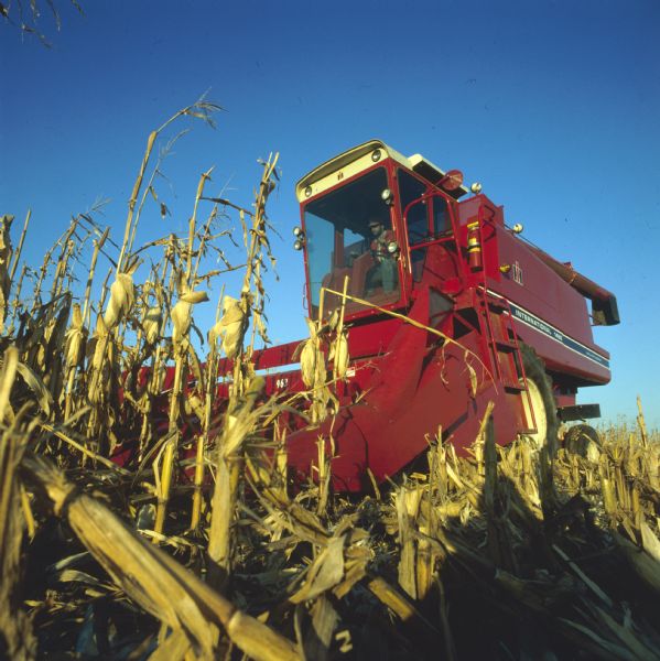 Man operating a 1460 combine with 963 corn head in a cornfield. View is from the ground looking up.
