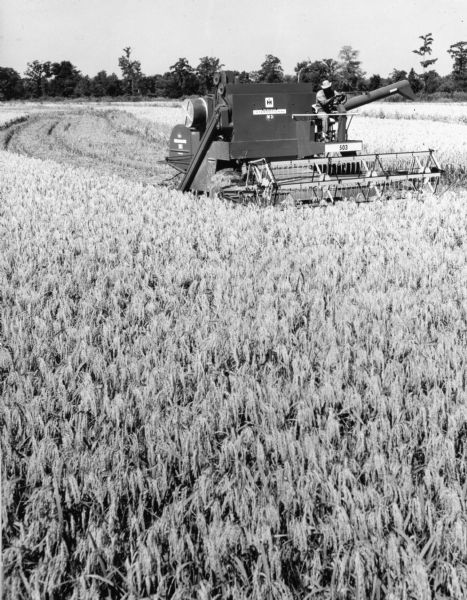 Three-quarter view from front of a man in a hat operating a 503 self propelled combine that is harvesting rice. Unharvested crops are visible in the foreground, and trees are in the distance. Photo selected from an advertising series for the McCormick-Deering self-propelled combines models no. 82, 205, 105, 315, 403, and 503.