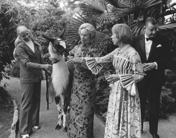 Group of people, including Brooks McCormick in a tuxedo, standing with a llama or alpaca type animal. The group is standing on a path with plants and trees around them. Two of the women are holding a glass up to the animal to drink from.