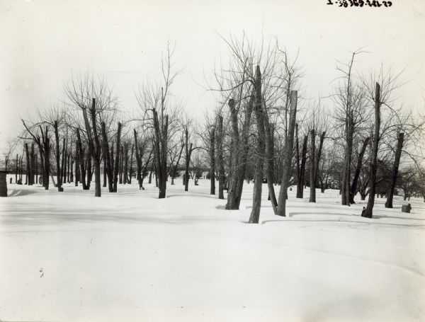 Trimmed trees in a field of deep snow. Part of a small wooden building is on the far left. F.G. Beatty.