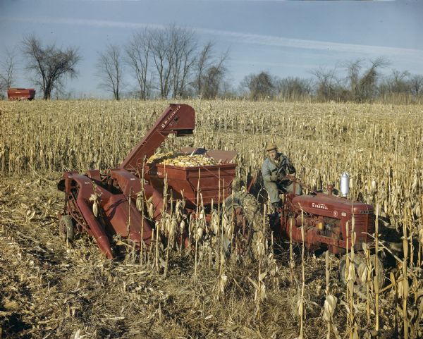 Man Driving A Farmall H Tractor With 24p Corn Picker 