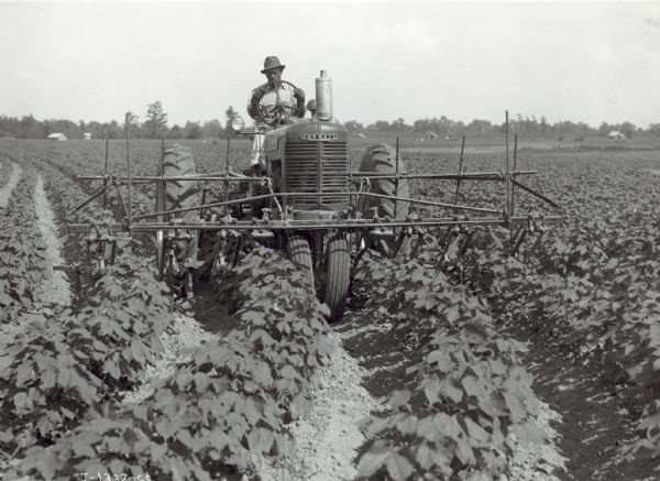 View from front of a man driving a Farmall M tractor with a 4 row cultivator in a field near Greenwood on the D.D. Weir plantation. There are small buildings in the background near trees.