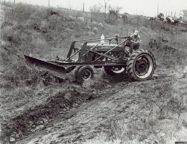 Man driving Farmall M tractor with grader blade attachment on No. 30 power loader. He is filling in a culvert at the bottom of a slope. At the top of the slope behind him is a group of swine in a field.