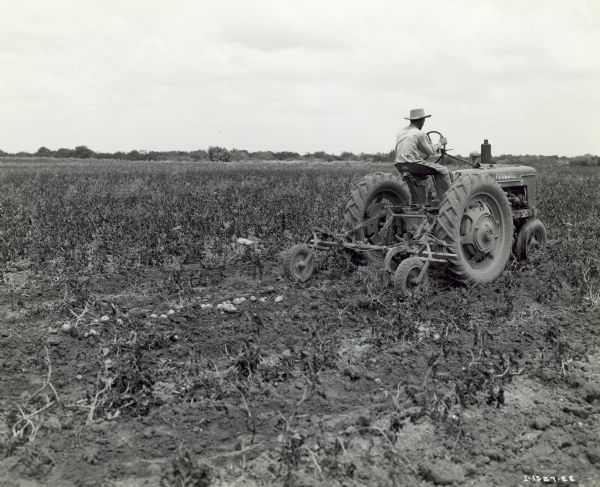 Three-quarter view from right rear of Frank Russel driving a Farmall H tractor with a middlebuster to harvest potatoes.