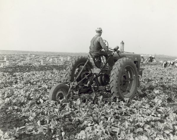 Three-quarter view from right rear of a man driving a Farmall M tractor with 2-row beet puller for harvesting sugar beets in Midland, Manitoba, Canada. Woman are working in the field in the background on the right. Crates are sitting in the field on the left.