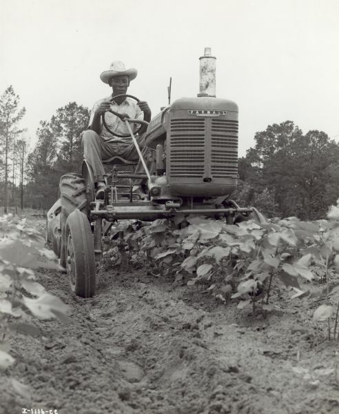 Low angle view from front of a man driving a Farmall A tractor and 134 cultivator low culti-vision in a cotton field.