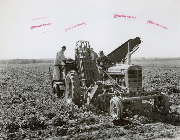 Model beet harvester in a 26-acre field of beets on the 500-acre farm of Ed Zeneberg. Three men are working on the machine to harvest the beets, with one of the men driving a Farmall M to pull the harvester.