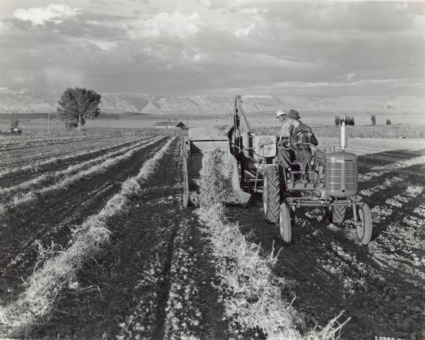 Three-quarter view from front right of two men harvesting Great Northern beans in a field in the Big Horn Basin. One man drives the Farmall A tractor, and the other men stands on either a No. 42 or No. 61 combine. Mountains are in the far background.