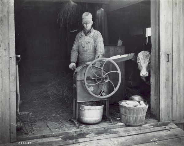A man is standing in the open doorway of a farm building using a hand-cranked sheller for corn for horses and calves. There is a galvanized bucket underneath the sheller for catching the corn, and a basket of ears of corn is on the ground nearby. There is a cow looking out of the barn door on the right.
