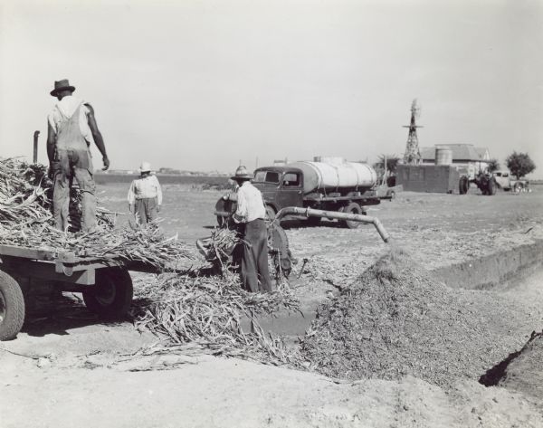 Men using a #10-C Hammer Mill for cutting sorghum and filling a trench silo.