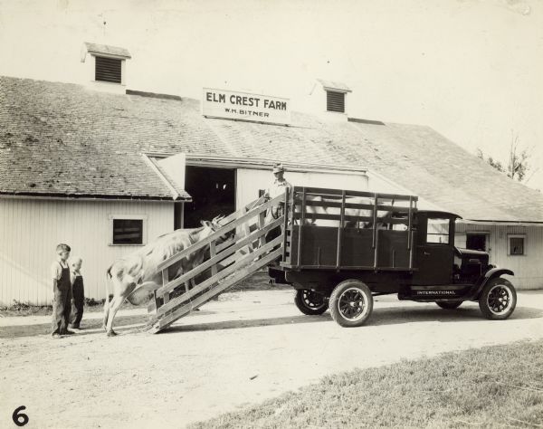 A man stands in the bed of a truck while loading cows. One cow is already in the truck bed, and two other cows are moving up the ramp. Two young children wearing overalls stand at the base of the ramp watching. Behind the group is a large barn with a sign on the roof reading: "Elm Crest Farm, W.H. Bitner."