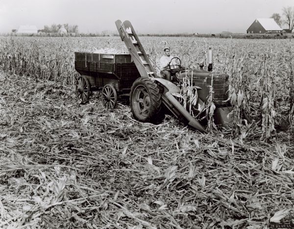 Three-quarter view from front right of a man in a cornfield using a Farmall M tractor to put a No. 24 two-row corn picker and wagon. In the background cows are grazing in a field, and farm buildings are in the far background.
