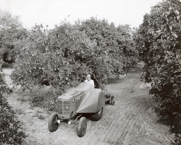 Elevated three-quarter view from left of a man driving a O-6 Grove tractor 7 1/2-foot offset disk harrow (Case) in a 20-acre grove owned by Sam Hines. The fruit laden trees are 20-year-old tangerines. 