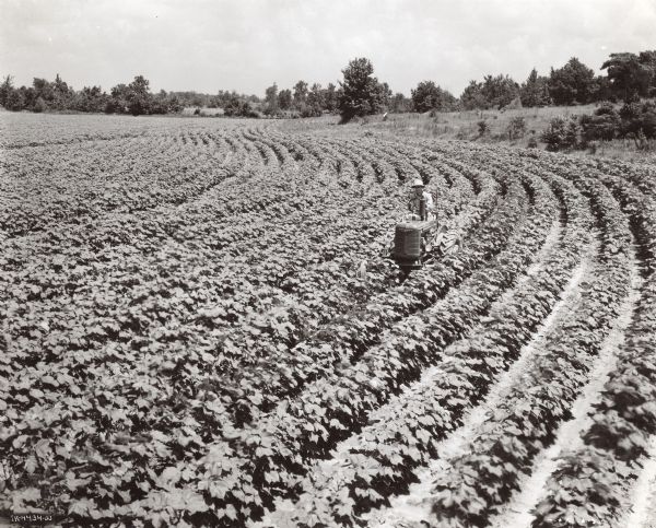 Elevated view of a man at work with a cultivator in a very thrifty crop of contoured cotton. Farmall A owned by B.L. Flippin.