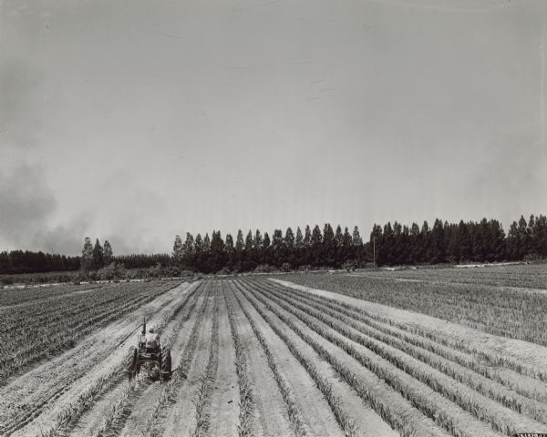 Elevated rear view of a man using a high-clearance Farmall AV cultivating in a big field of gladioli on a farm in Cocoa, Florida. 