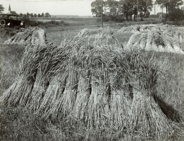 View of shocks of wheat in a field.