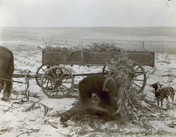 Man working with cornstalks in a field in front of a horse-drawn wagon. Snow is on the ground, and there is a dog standing on the right.