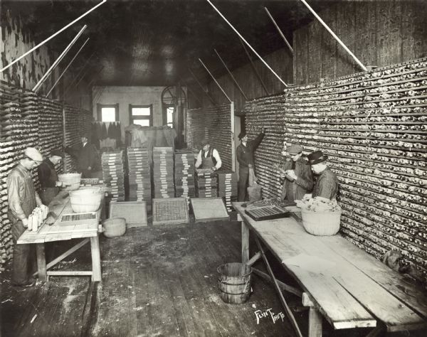 Group of men working inside a large room with samples of corn. Original caption: "Several hundred bushels were given six kernels every ear test, the average test being about 50 per cent strong."