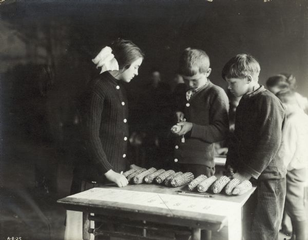 A young girl and two young boys looking at samples of corn cobs set up on a table.