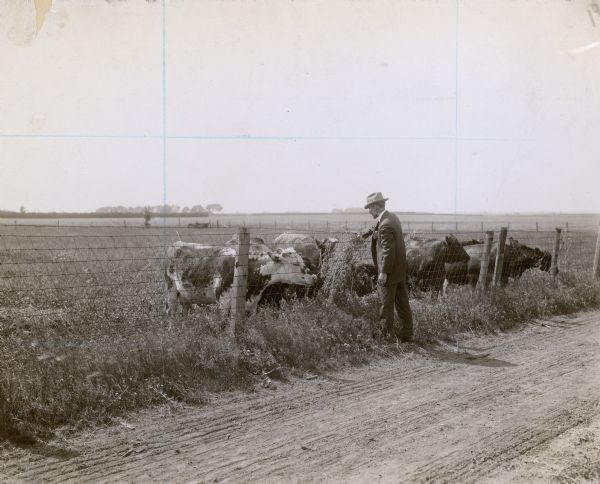 Professor Holden standing near a road and feeding alfalfa to cows over a fence. The cows are running on splendid blue-grass pasture, but they are eager for the alfalfa hay. East Sangamon County during alfalfa campaign.