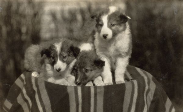 Portrait of three puppies sitting on a blanket.