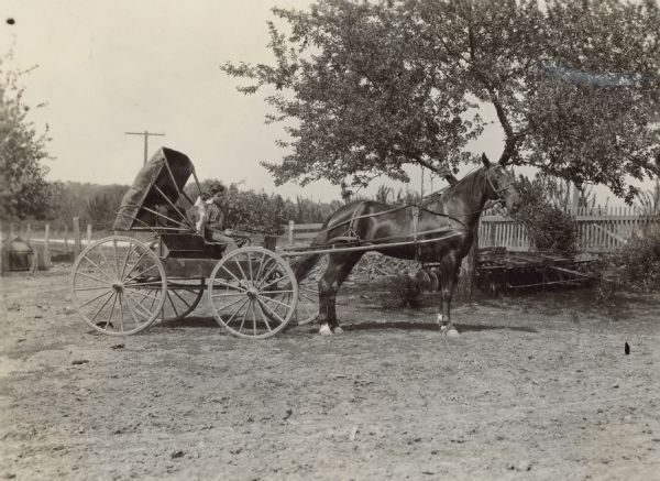 A young boy and a dog sitting together in a horse-drawn carriage. The buggy top is pushed back but not folded.