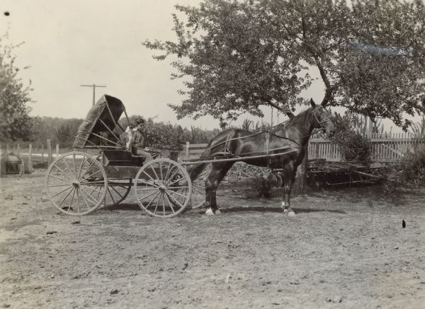 Young Boy with Dog in Carriage | Photograph | Wisconsin Historical Society