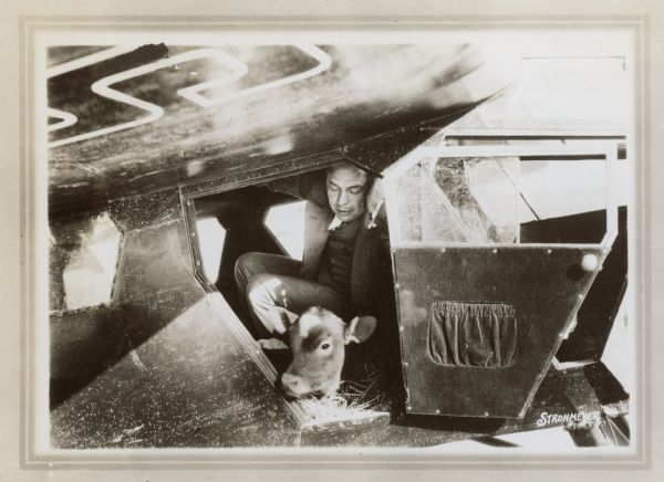 View of calf sitting on hay and looking out of the open doorway of an airplane. A man is sitting behind the calf. The calf was carried by  plane from Pulaski, New York to Little Rock by the Pulaski Co. Captain Barclay, owner. Lambert Field.