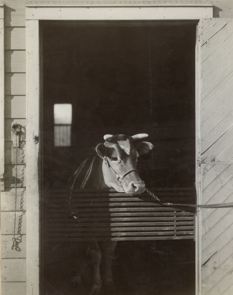 Guernsey cow, wearing a halter and a lead, standing and looking out from behind the gate of an open doorway of a barn at Four Pine Farm, Hinsdale, Illinois.