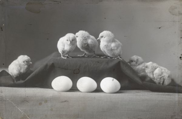 Studio portrait of chicks on a cloth covered box, and eggs in front of them. 