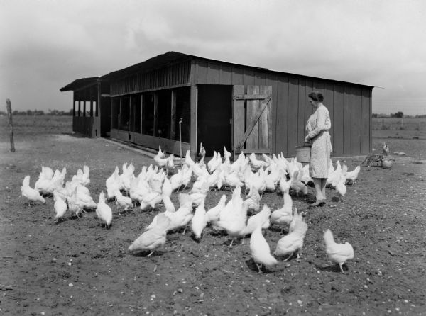 Mrs. Gillespie feeding a flock of White Leghorn chickens outside a farm building on an International Harvester demonstration farm. There is a cat looking into a container in the background on the right. Montgomery, Alabama.
