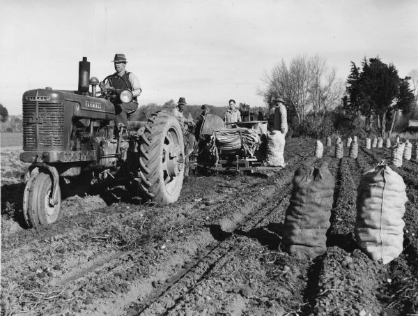 A man operating a Farmall M tractor while pulling a potato digger. Several men are behind the digger, bagging potatoes off of a conveyor.