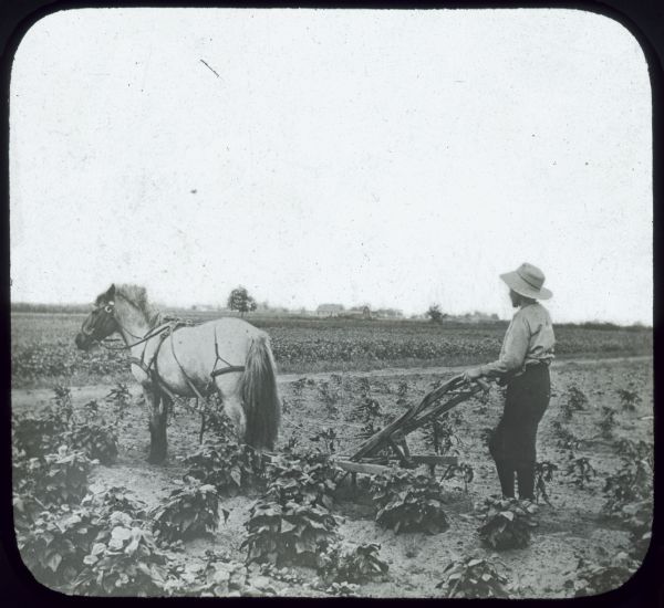 Left side view of a man working in a field with a horse-drawn walking plow. Lantern slide. 
