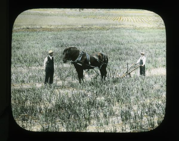 Seth Shepard and Willie Bletle with a horse-drawn walking plow in a field. Hand-tinted lantern slide.