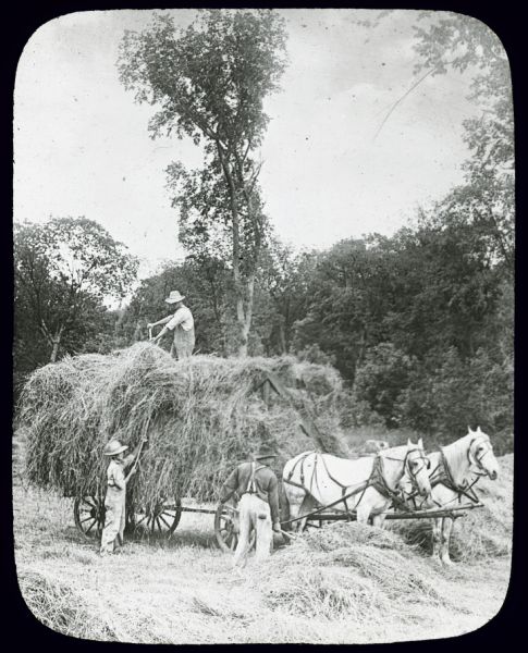 A group of men are loading hay onto a horse-drawn wagon. Lantern slide. 