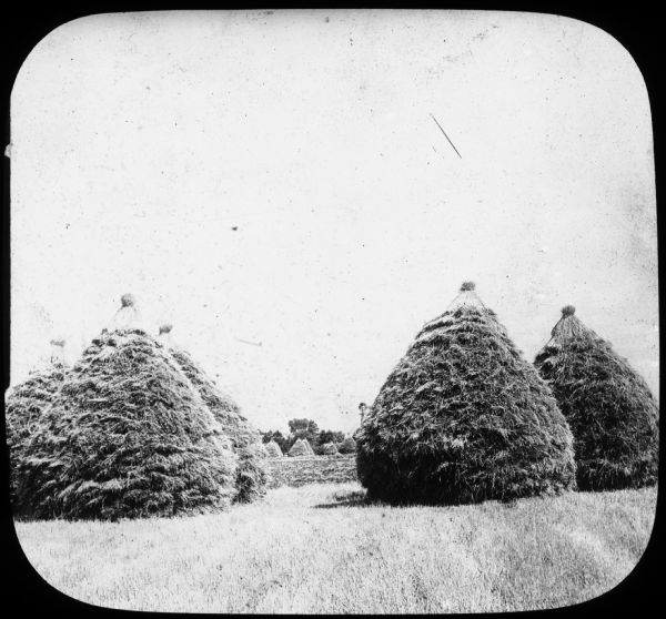 View of cone-shaped stacks of harvested grain in a field. There is a windmill in the background. Lantern slide.