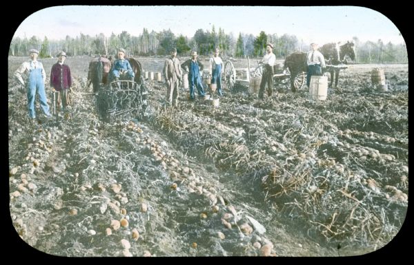 View of a group of men and boys standing in a field. They are harvesting potatoes with horses and horse-drawn implements. Hand-tinted lantern slide.