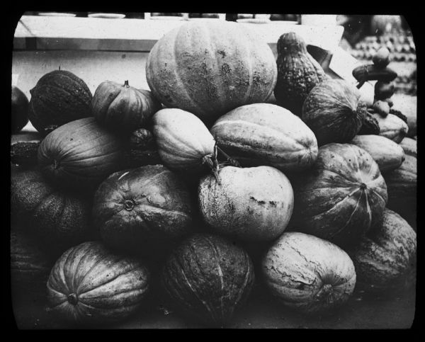 Close-up of large pumpkins and squash. Lantern slide.