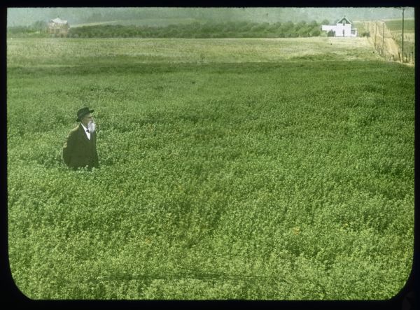 A man with a beard is standing in a waist-high field of alfalfa. Buildings are in the background, and a road is along the field on the right. Hand-tinted lantern slide.