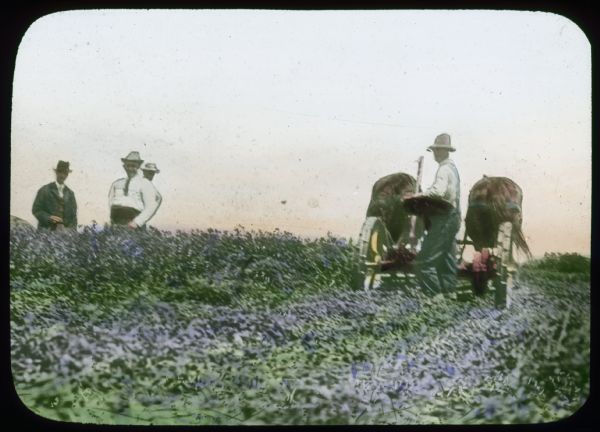 A man is working in a field with a horse-drawn mower. Three other men are standing and watching in the background on the left. Hand-tinted lantern slide.