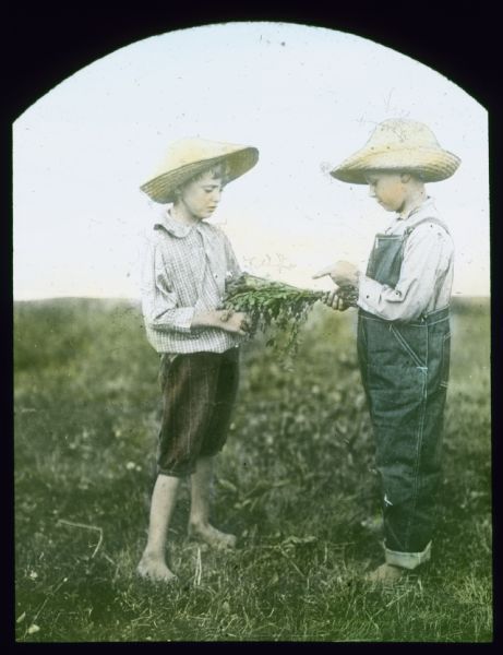 Two barefoot boys wearing straw hats are examining an alfalfa plant while standing in a farm field. Hand-tinted lantern slide.