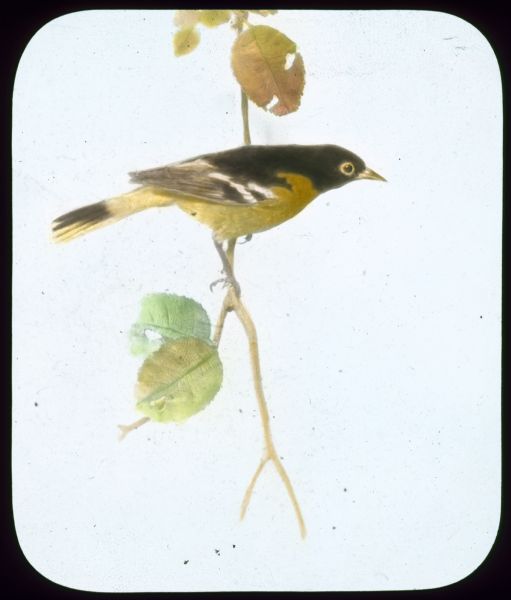 Baltimore Oriole perching on a branch. Hand-tinted lantern slide.