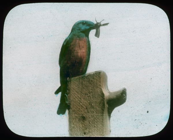 A barn swallow with a bug in its beak perching on a post. Hand-tinted lantern slide.