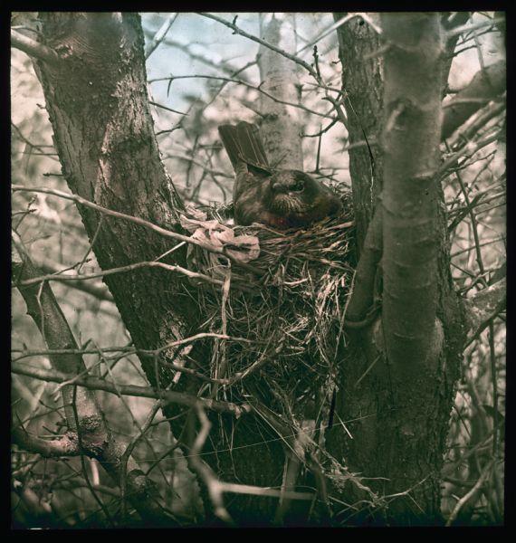 Robin sitting in a nest built between the branches of a tree. Hand-tinted lantern slide.