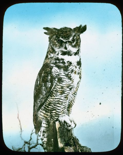 Great Horned Owl on a post or dead tree. Hand-tinted lantern slide.
