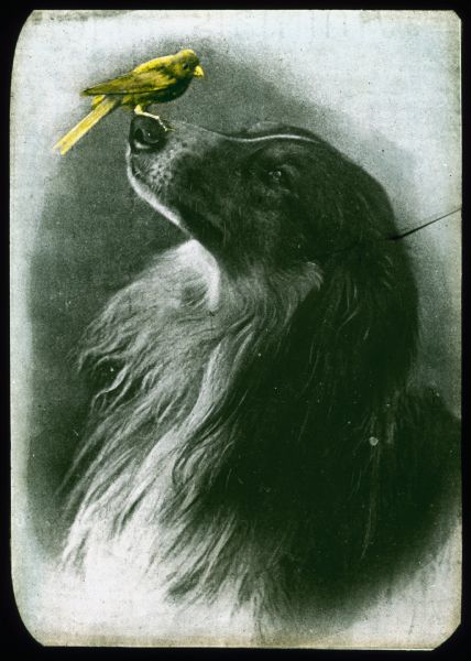 A yellow bird is perched on the nose of a dog. Hand-tinted lantern slide.