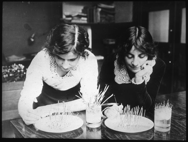 Close-up of two women examining what may be corn shoots. The shoots are on plates, and in a glass on a table. Lantern slide.